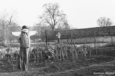 Scaring the crows, Calke Abbey.jpg