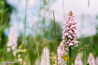 Common fragrant-orchid (Gymnadenia conopsea), June 2019.jpg
