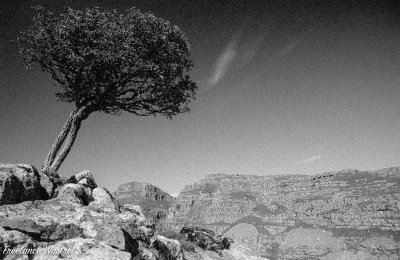 Lone tree, North Yorkshire-19970917a.jpg