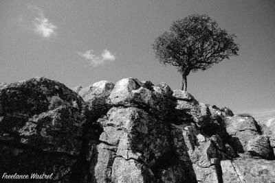 Lone tree, North Yorkshire-19970917b.jpg