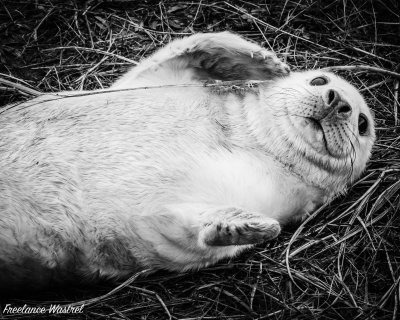 Grey Seal pup, November 2019.jpg