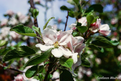 Apple blossom, April 2020