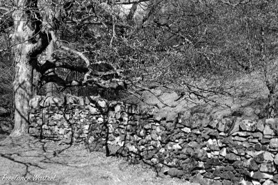Dry stone wall, Tarn Hows