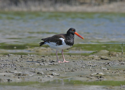 american oystercatcher 2.jpg