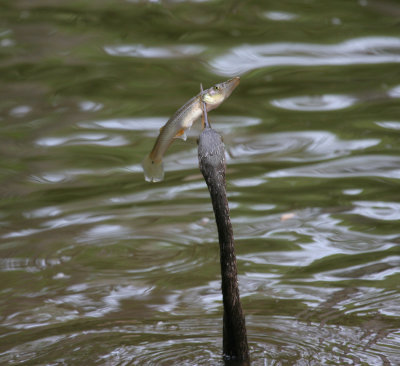 anhinga with fish.jpg