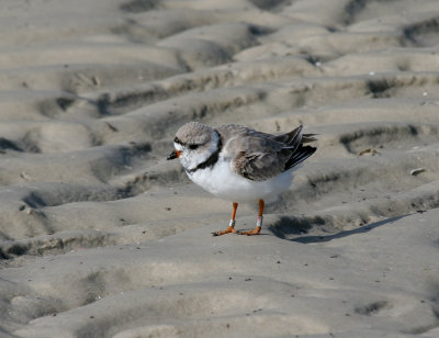 banded piping plover.jpg