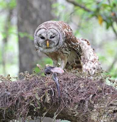 barred owl with amphiuma.jpg
