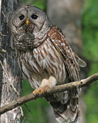 barred owl with crawfish 2.jpg