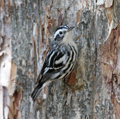 black and white warbler.jpg