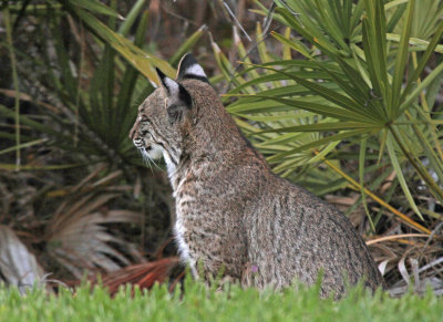 bobcat 4.jpg