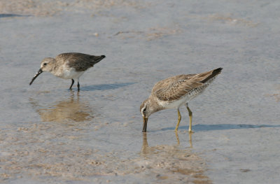 dunlin and short billed dowitcher.jpg