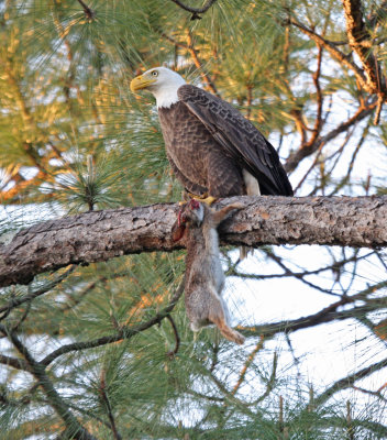 eagle with rabbit.jpg