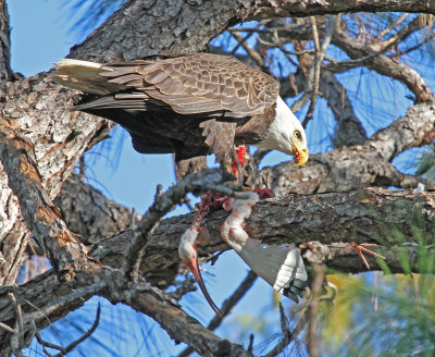 eagle with white ibis 2.jpg