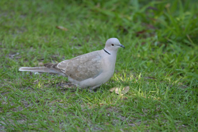 eurasian collared dove.jpg