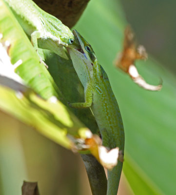 fighting anoles.jpg