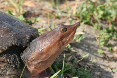 Florida soft shell turtle.jpg