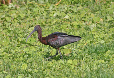 glossy ibis 3.jpg
