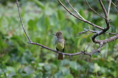 great crested flycatcher.jpg