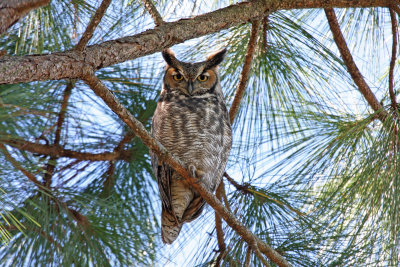 great horned owl.jpg