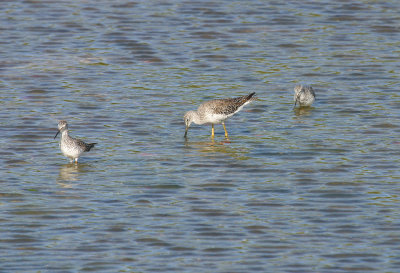 greater and lesser yellowlegs.jpg