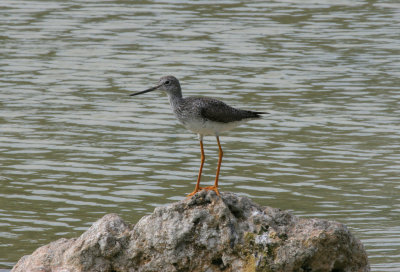 Greater yellowlegs.jpg