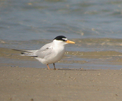 least tern.jpg