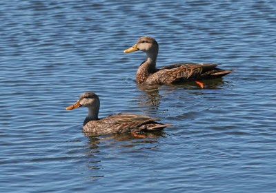 mottled ducks--Ding Darling.jpg
