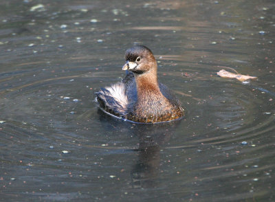 pied billed grebe.jpg