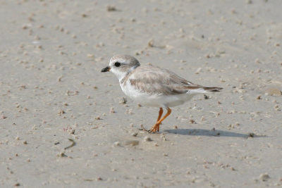 piping plover non breeding plumage.jpg