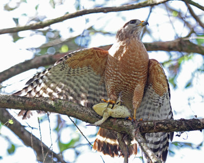 red shouldered hawk.jpg
