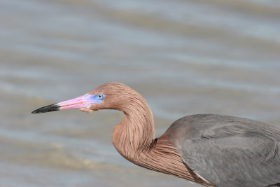 reddish egret 2.jpg