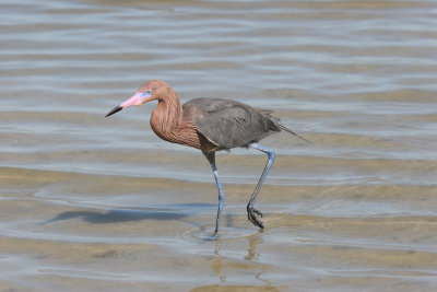 reddish egret 3.jpg