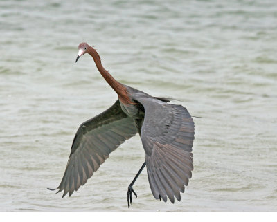 reddish egret.jpg