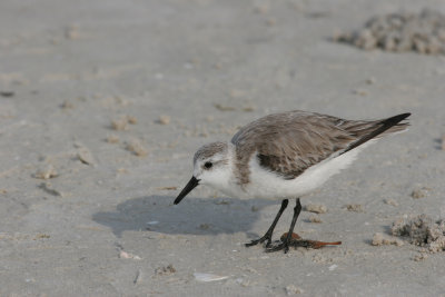 sanderling.jpg