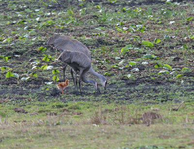 Sandhill cranes with chick 2.jpg