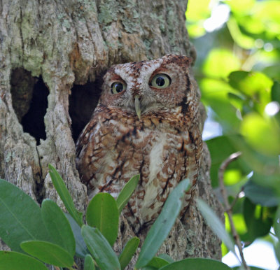 screech owl at Ding Darling.jpg