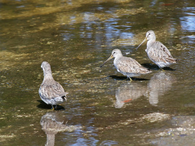 short billed dowitchers.jpg