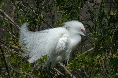 snowy egret in mating plumage.jpg