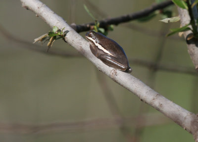 tree frog at Corkscrew.jpg