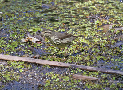 waterthrush northern.jpg