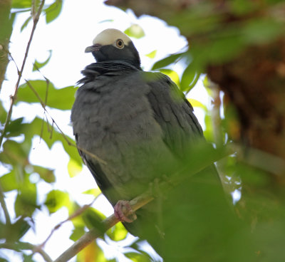 white crowned pigeon 2.jpg