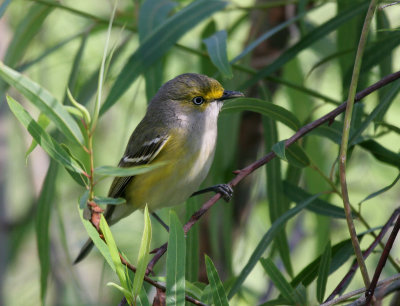 white eyed vireo.jpg