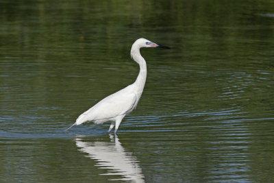 white morph original.jpg