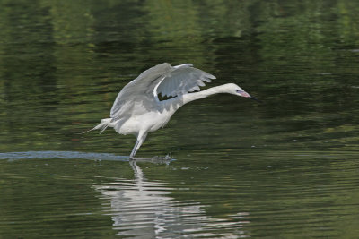 white morph reddish egret 2.jpg