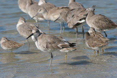 willets.jpg