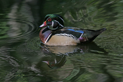 wood duck.jpg