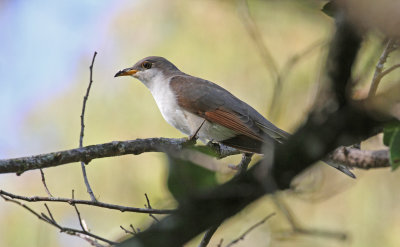 yellow billed cuckoo 3.jpg