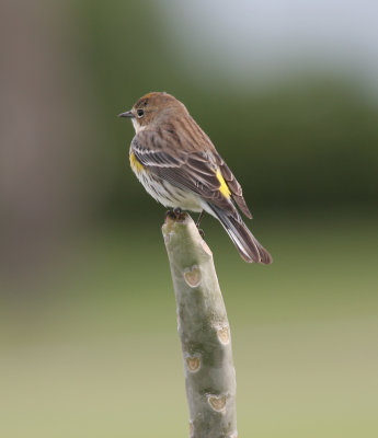 yellow rumped warbler winter plumage.jpg