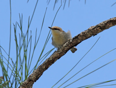 brown headed nuthatch.jpg