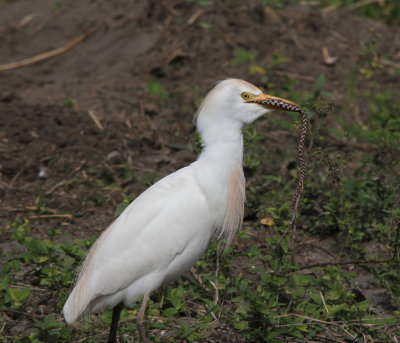 cattle egret with snake.jpg